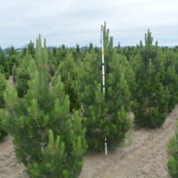 Pinus leucodermis 'Satellit' 30–40 cm