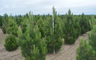 Pinus leucodermis 'Satellit' 30–40 cm