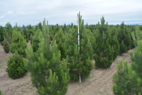 Pinus leucodermis 'Satellit' 30–40 cm - Obrázek 1