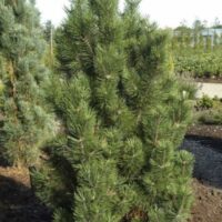 Pinus mugo 'Green Column' 40–60 cm