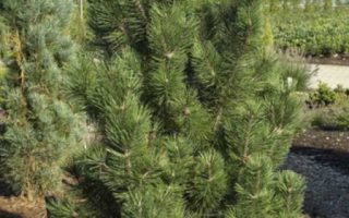 Pinus mugo 'Green Column' 40–60 cm