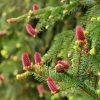 Picea abies 'Acrocona' - C5L