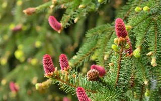 Picea abies 'Acrocona'