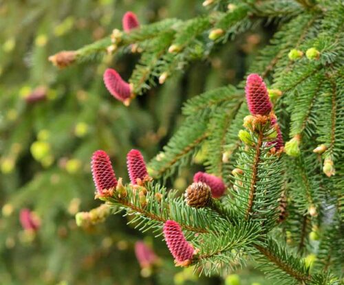 Picea abies 'Acrocona' - Obrázek 1