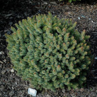 Picea mariorika 'Machala' 20–30 cm
