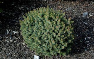 Picea mariorika 'Machala' 20–30 cm