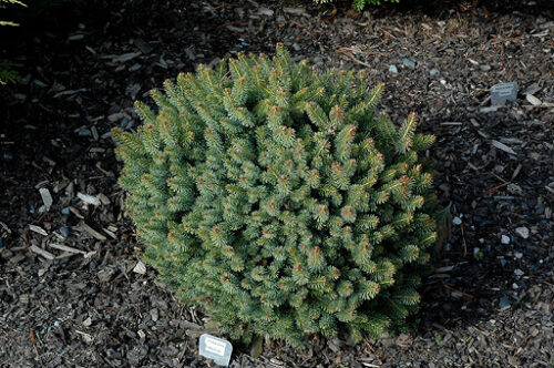 Picea mariorika 'Machala' 20–30 cm - Obrázek 1