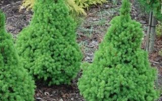 Picea glauca 'Speedy' 20–30 cm
