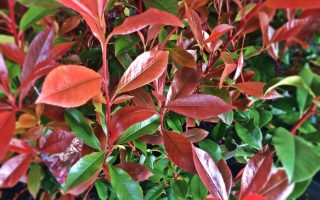 Photinia fras. 'Robusta Compacta' 40–50 cm