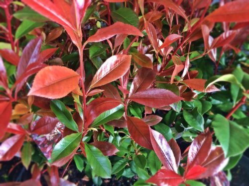 Photinia fras. 'Robusta Compacta' 40–50 cm - Obrázek 1