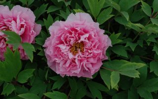 Paeonia sufr. 'Yin Hong Qiao dui'