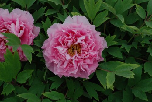 Paeonia sufr. 'Yin Hong Qiao dui' - Obrázek 1