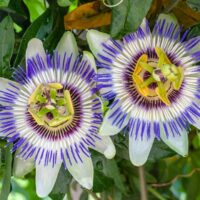 Passiflora caerulea 60–70 cm