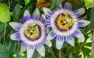 Passiflora caerulea 60–70 cm