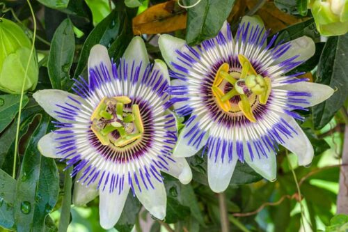 Passiflora caerulea 60–70 cm - Obrázek 1
