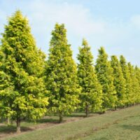 Metasequoia glyp. 'Goldrush' 175–200 cm