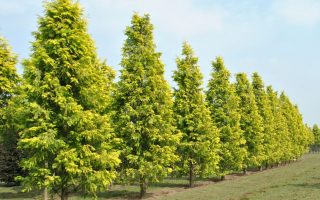 Metasequoia glyp. 'Goldrush' 175–200 cm