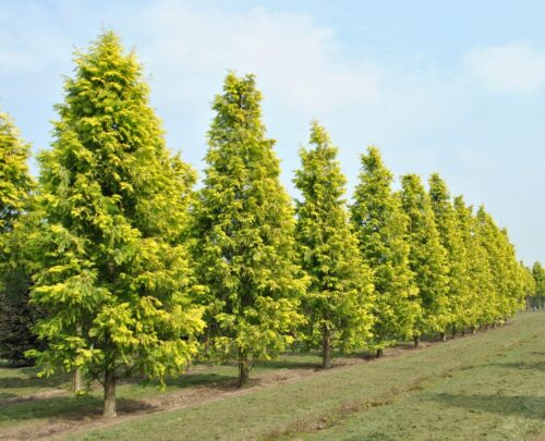 Metasequoia glyp. 'Goldrush' 175–200 cm - Obrázek 1