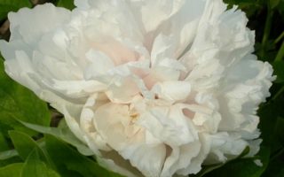 Paeonia suffruticosa 'Xue Ta'