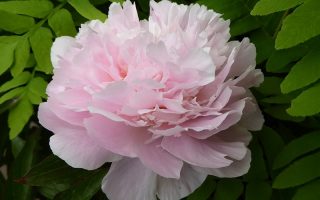 Paeonia lact. 'Pecher'