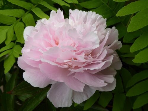 Paeonia lact. 'Pecher' - Obrázek 1