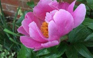 Paeonia lact. 'Nymphe'
