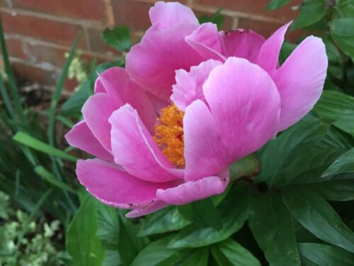 Paeonia lact. 'Nymphe' - Obrázek 1