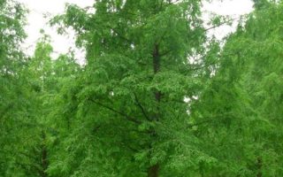 Metasequoia glyptostroboides