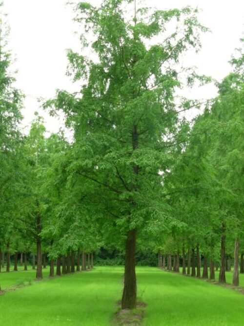 Metasequoia glyptostroboides - Obrázek 1