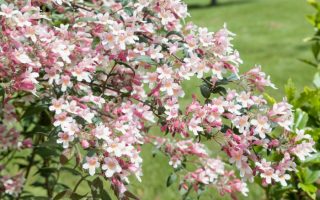 Malus 'Pom Zai' 60 KM