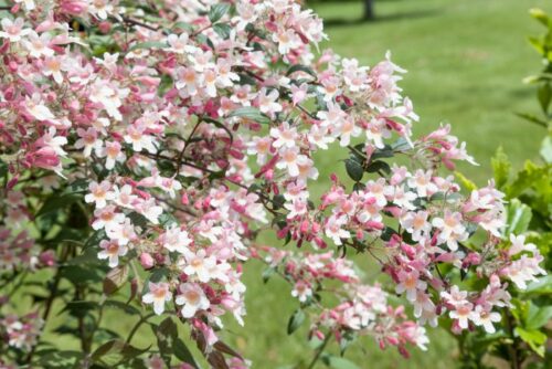 Malus 'Pom Zai' 60 KM - Obrázek 1