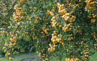 Malus 'Golden Hornet' 120 KM