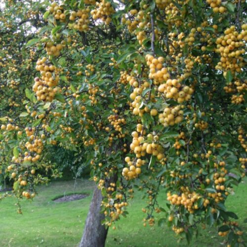 Malus 'Golden Hornet' 120 KM - Obrázek 1