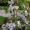 Malus 'Fontana' - Kontejner 5 l, v. kmínku 80 cm