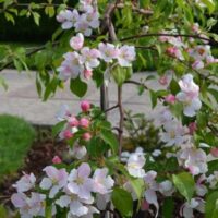 Malus 'Fontana'