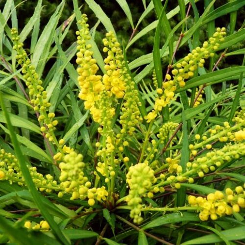 Mahonia 'Sweet Winter'® 30–40 cm - Image 1