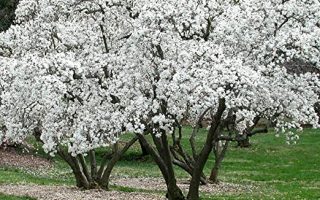 Magnolia stellata 30–40  cm