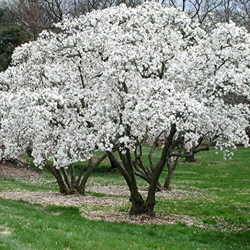 Magnolia stellata 30–40  cm - Obrázek 1