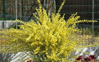 Cytisus 'Golden Sunlight' 60 KM