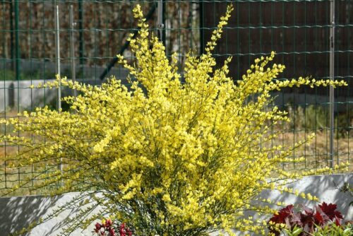 Cytisus 'Golden Sunlight' 60 KM - Obrázek 1