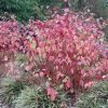 Cornus alba 'Sibirica' - Kontejner 2,5 l, v. 30-40 cm