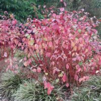 Cornus alba 'Sibirica'