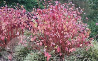 Cornus alba 'Sibirica'