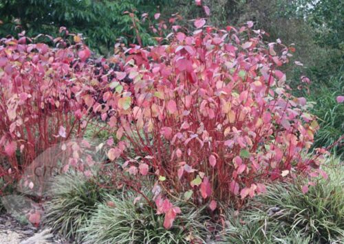 Cornus alba 'Sibirica' - Obrázek 1