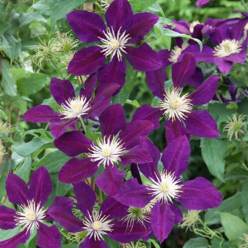 Clematis 'The Vagabond' 40 cm - Obrázek 1