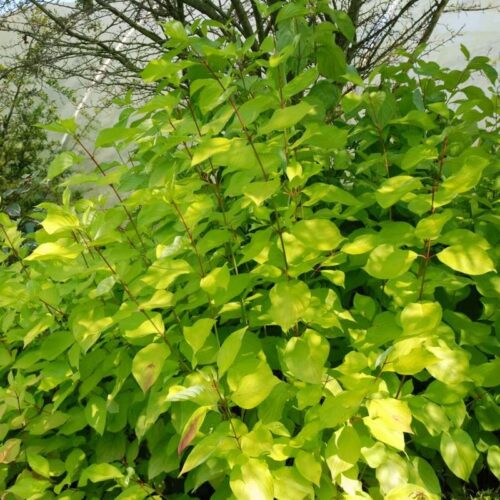 Cornus alba 'Aurea' - Obrázek 1