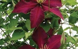 Clematis 'Niobe'