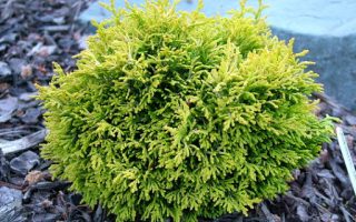 Chamaecyparis obtusa 'Butterball'