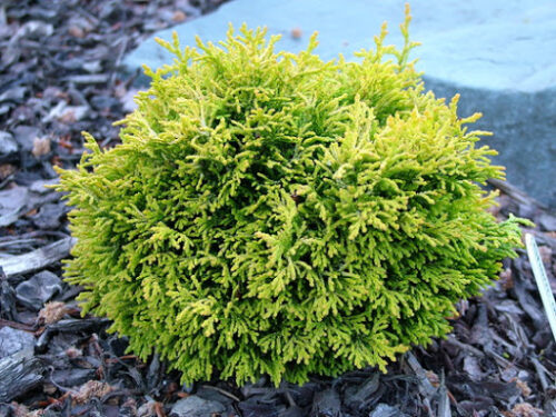 Chamaecyparis obtusa 'Butterball' - Image 1