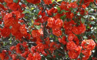 Chaenomeles superba 'Orange Trail'